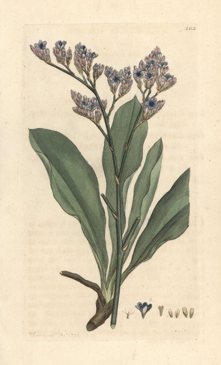 Deniz lavantası, Limonium vulgare (Statice limonium) (deniz lavantası) James Smith's English Botany, Londra'dan James Sowerby tarafından yapılmış bir illüstrasyondan sonra elle boyanmış bakır levha gravürü by James Sowerby