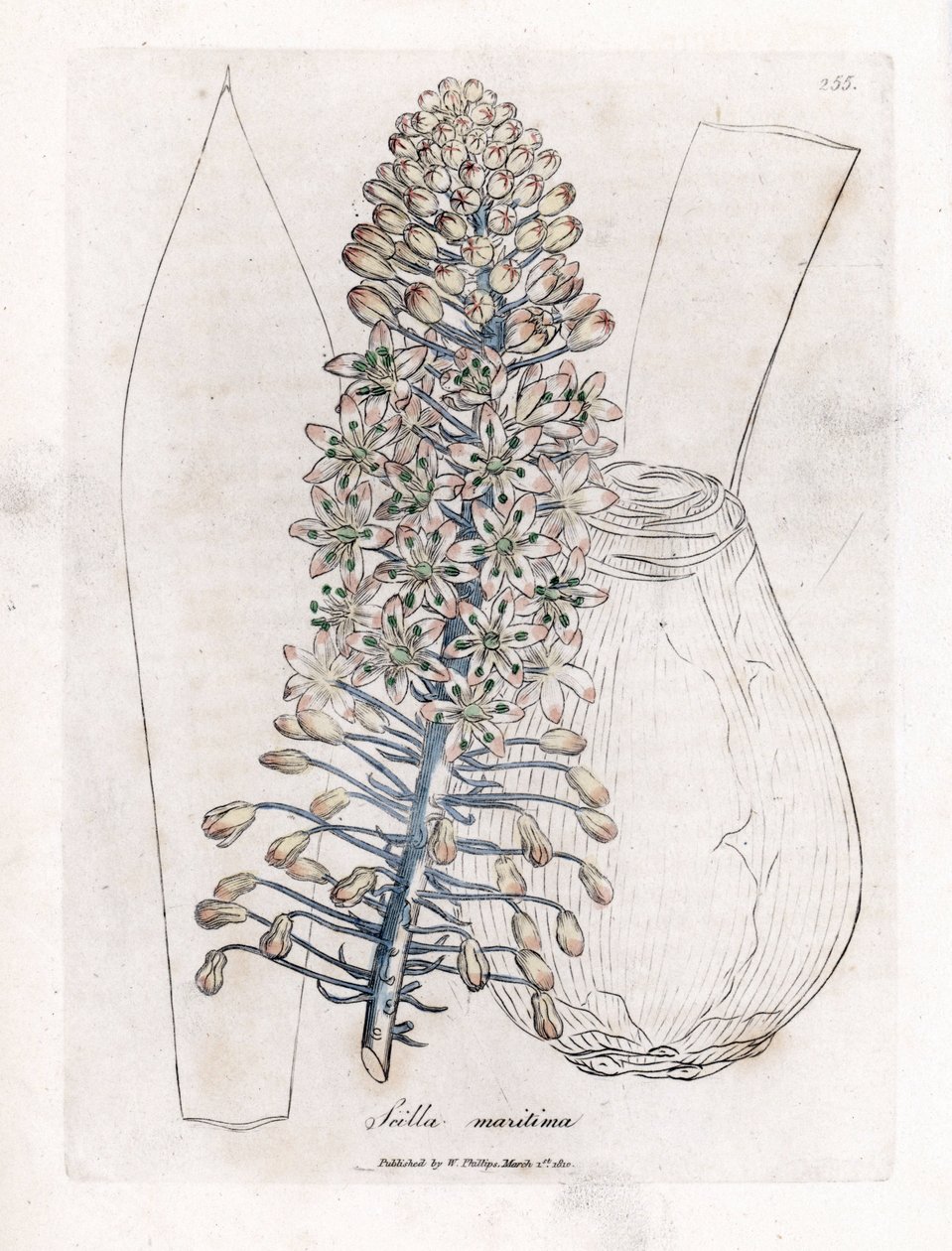 Deniz soğanı veya kalamar, Drimia maritima. William Woodville'den James Sowerby ve Sir William Jackson Hooker'ın "" Medical Botany"," John Bohn, Londra'dan yaptığı bir botanik illüstrasyondan elle boyanmış bakır levha gravür by James Sowerby