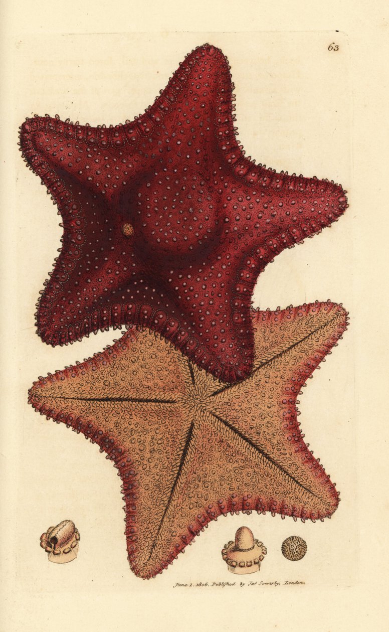 Deniz yıldızı veya deniz yıldızı, Hippasteria phrygiana (Asterias equestris?). The British Miscellany'den James Sowerby tarafından elle boyanmış bakır levha gravürü veya yeni, nadir veya az bilinen hayvan konularının renkli figürleri. by James Sowerby