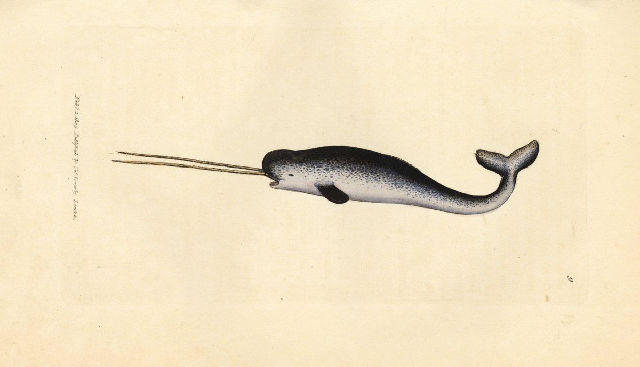 Deniz tek boynuzlu atı veya deniz gergedanı, Monodon monoceros. Çift dişli nadir örnek. The British Miscellany'den James Sowerby tarafından elle boyanmış bakır levha gravürü veya yeni, nadir veya az bilinen hayvan konularının renkli figürleri. by James Sowerby