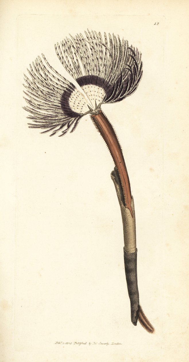 Deniz solucanı, Amphitrite ventilabrum. The British Miscellany'den James Sowerby tarafından elle boyanmış bakır levha gravürü veya yeni, nadir veya az bilinen hayvan konularının renkli figürleri. by James Sowerby