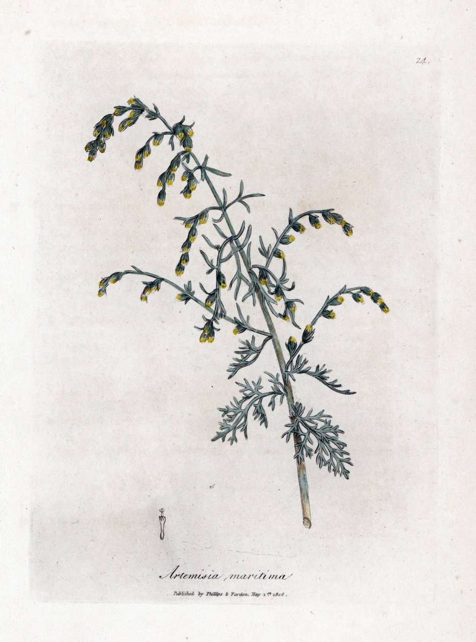 Deniz pelin, Artemisia maritima. William Woodville'den James Sowerby ve Sir William Jackson Hooker'ın "" Medical Botany"," John Bohn, Londra'dan yaptığı bir botanik illüstrasyondan elle boyanmış bakır levha gravürü by James Sowerby