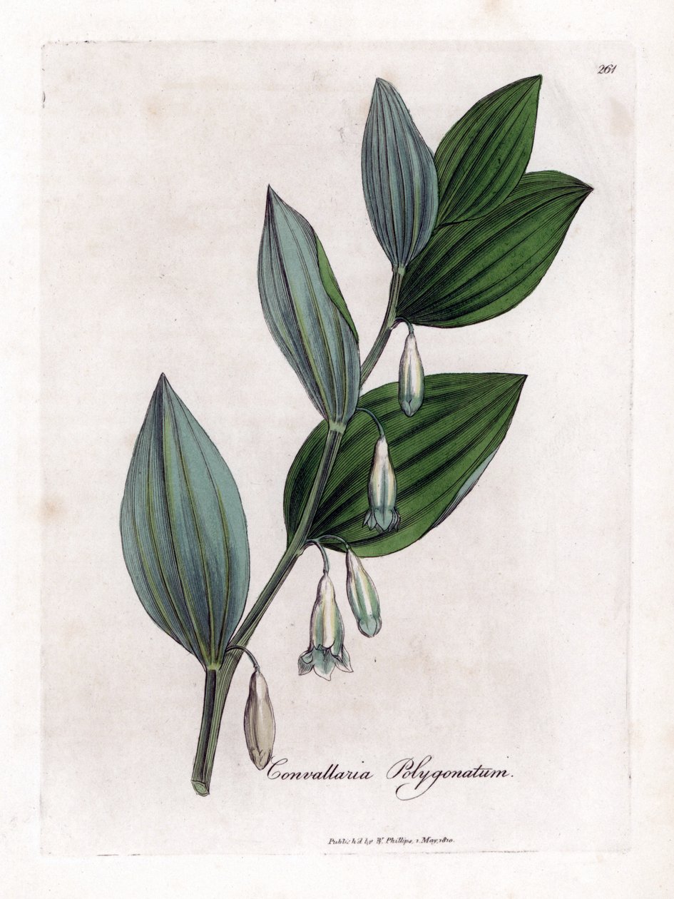 Mührü Süleyman Multiflora - Süleyman'ın mührü, Polygonatum multiflorum. William Woodville'den James Sowerby ve Sir William Jackson Hooker'ın "" Medical Botany"," John Bohn, Londra'dan yaptığı bir botanik illüstrasyondan  by James Sowerby