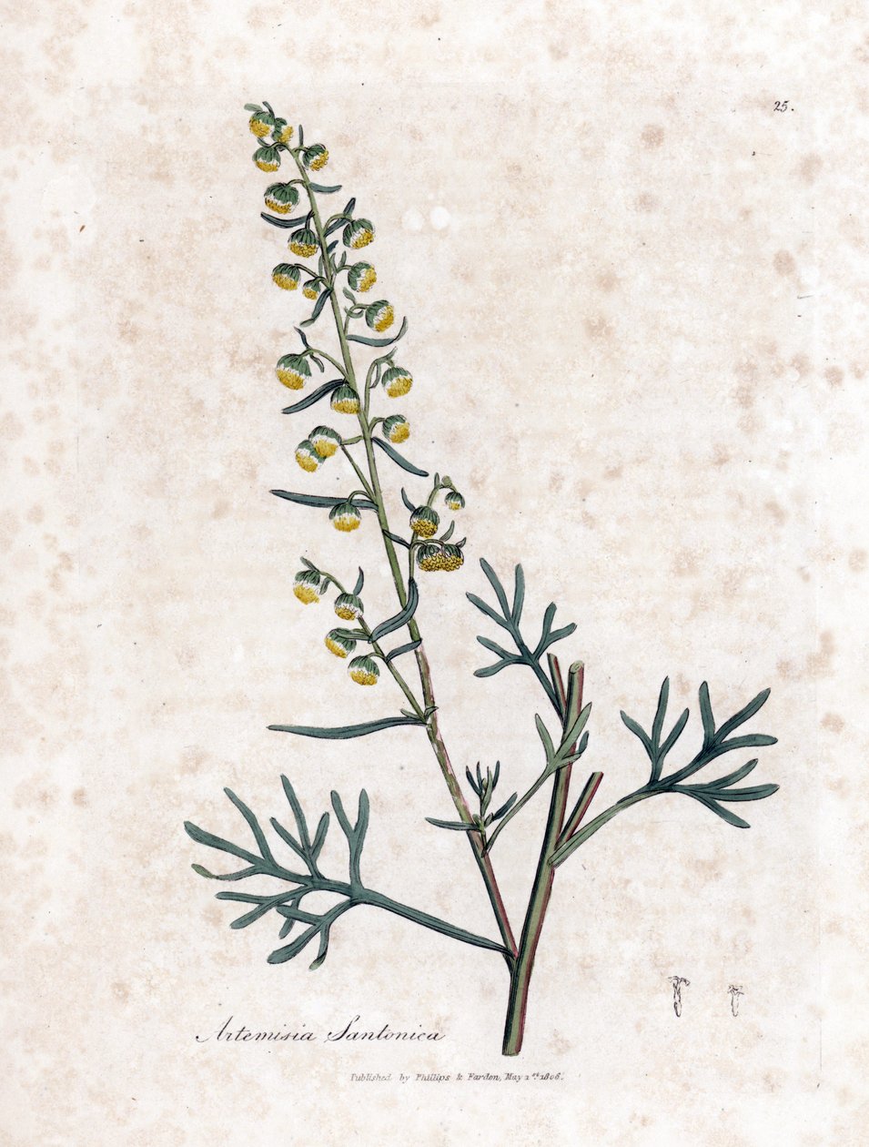 Judee - Santonica, Artemisia cina'nın meni kontra veya semencine veya adaçayı. William Woodville'den James Sowerby ve Sir William Jackson Hooker'ın "" Medical Botany"," John Bohn, Londra'dan yaptığı bir botanik illüstras by James Sowerby