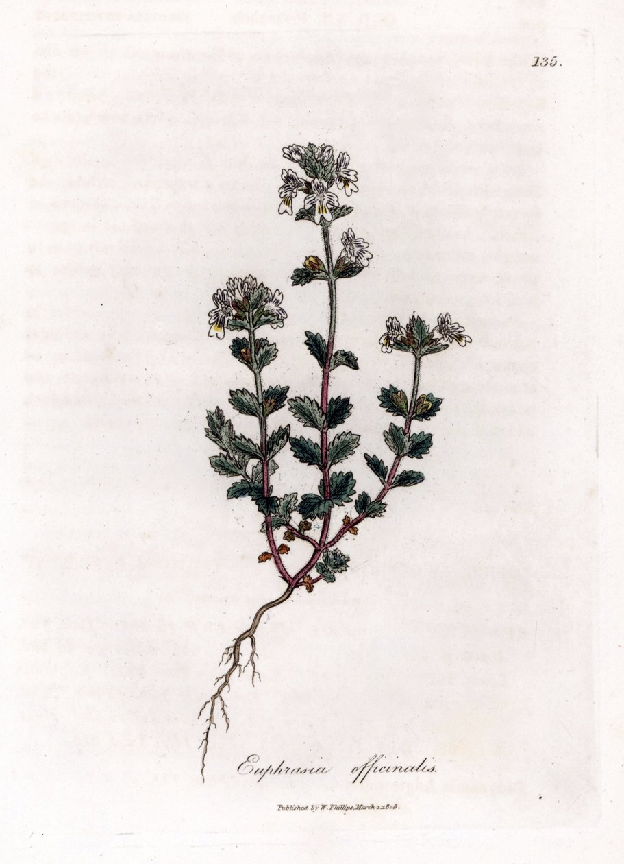 Kısa görüşlü çimen - Yaygın göz otu, Euphrasia officinalis. William Woodville'den James Sowerby ve Sir William Jackson Hooker'ın "" Medical Botany"," John Bohn, Londra'dan yaptığı bir botanik illüstrasyondan elle boyanmış ba by James Sowerby