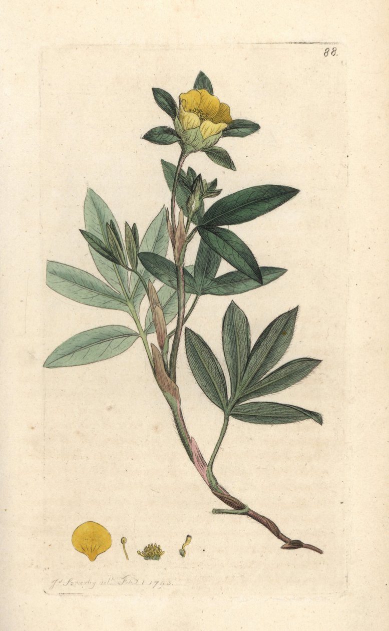 Çalı beşparmakotu, Dasiphora fruticosa veya Potentilla fruticosa (Cinquefoil frutescente ou la beşparmakotu shbustive) James Smith's English Botany, Londra'dan James Sowerby tarafından yapılmış bir illüstrasyondan sonra elle boyanmış bakır levha gr by James Sowerby