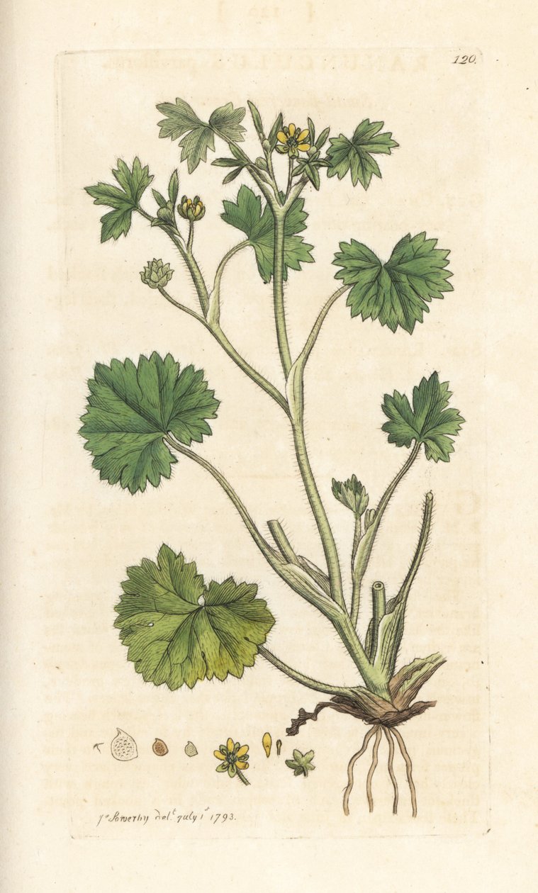 Küçük çiçek düğün çiçeği, Ranunculus parviflorus (düğün çiçeği) James Smith's English Botany, Londra'dan James Sowerby tarafından yapılmış bir illüstrasyondan sonra elle boyanmış bakır levha gravürü by James Sowerby