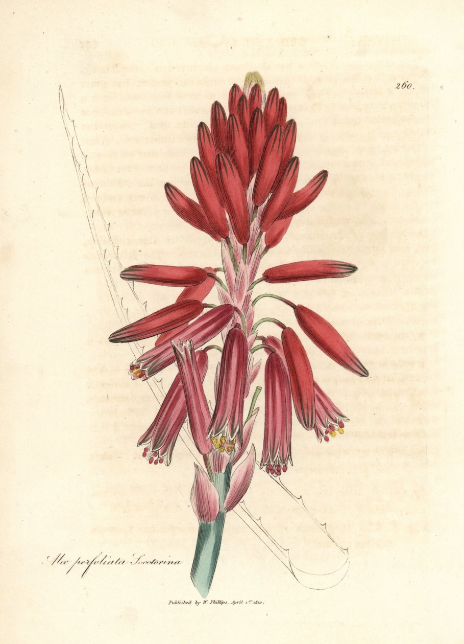 Socotorine aloe, Aloe perfoliata socotorine by James Sowerby
