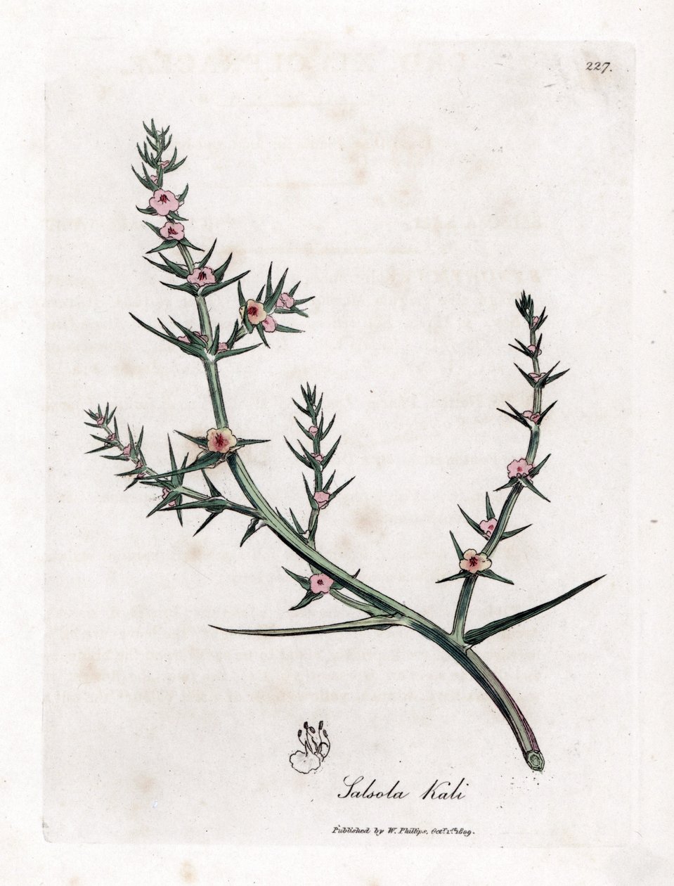 Soda brulee - Dikenli tuzlu su, Kali turgida. William Woodville'den James Sowerby ve Sir William Jackson Hooker'ın “” Medical Botany,” John Bohn, Londra'dan yaptığı bir botanik illüstrasyondan elde boyanmış bakır levha gravürü by James Sowerby