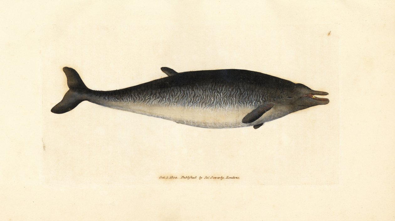 Sowerby gagalı balinası, Mesoplodon bidens (Physeter bidens, iki dişli ispermeçet balinası). The British Miscellany'den James Sowerby tarafından elle boyanmış bakır levha gravürü veya yeni, nadir veya az bilinen hayvan konularının renkli figürleri. by James Sowerby