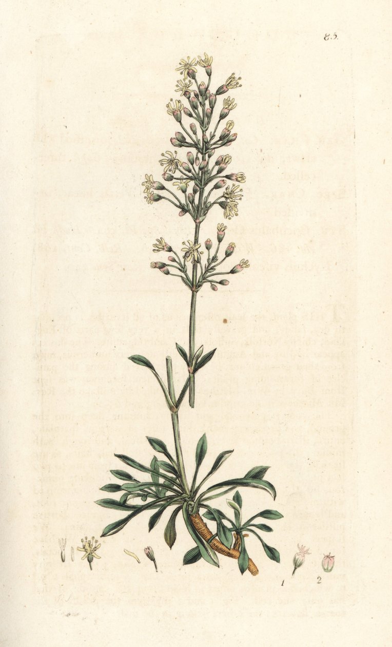 İspanyol av sineği, Silene otites (İspanyol kampı, Cucubalus otites) (silene a küçük yapraklar) James Sowerby'nin James Smith's English Botany, Londra'dan yaptığı bir illüstrasyondan sonra elle boyanmış bakır levha gravürü by James Sowerby