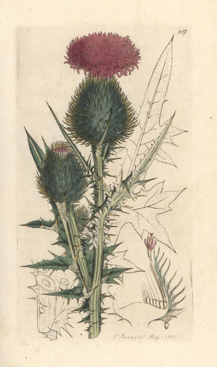 Mızrak devedikeni, Cirsium vulgare (Carduus lanceolatus) (Common Cirse) James Smith's English Botany, Londra'dan James Sowerby tarafından yapılmış bir illüstrasyondan sonra elle boyanmış bakır levha gravürü by James Sowerby