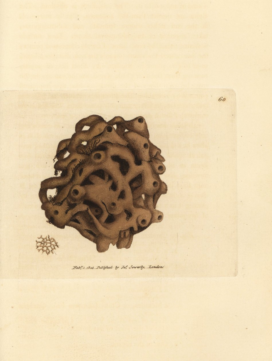 Sünger, Haliclona cinerea (İptal edilmiş sünger, Spongia cancellata). The British Miscellany'den James Sowerby tarafından elle boyanmış bakır levha gravürü veya yeni, nadir veya az bilinen hayvan konularının renkli figürleri. by James Sowerby