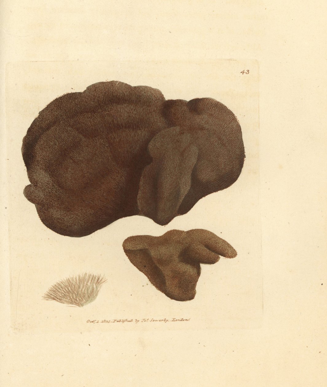 Sünger, Spongionella pulchella (Spongia pulchella). The British Miscellany'den James Sowerby'nin El Boyalı Bakır Levha Gravürü veya Yeni, Nadir veya Az Bilinen Hayvan Konularının Renkli Figürleri. by James Sowerby