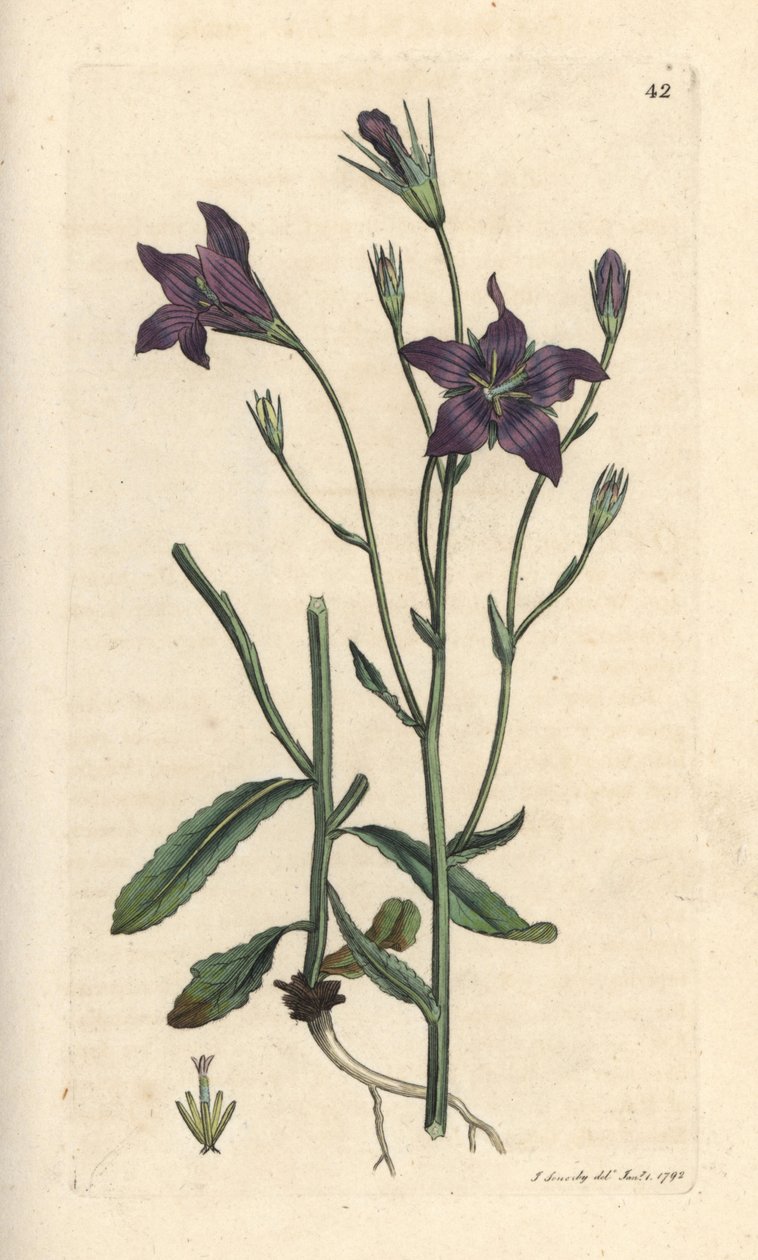 Yayılan çan çiçeği, Campanula patula James Smith's English Botany, Londra'dan James Sowerby tarafından yapılan bir çizimden sonra elle boyanmış bakır levha gravürü by James Sowerby
