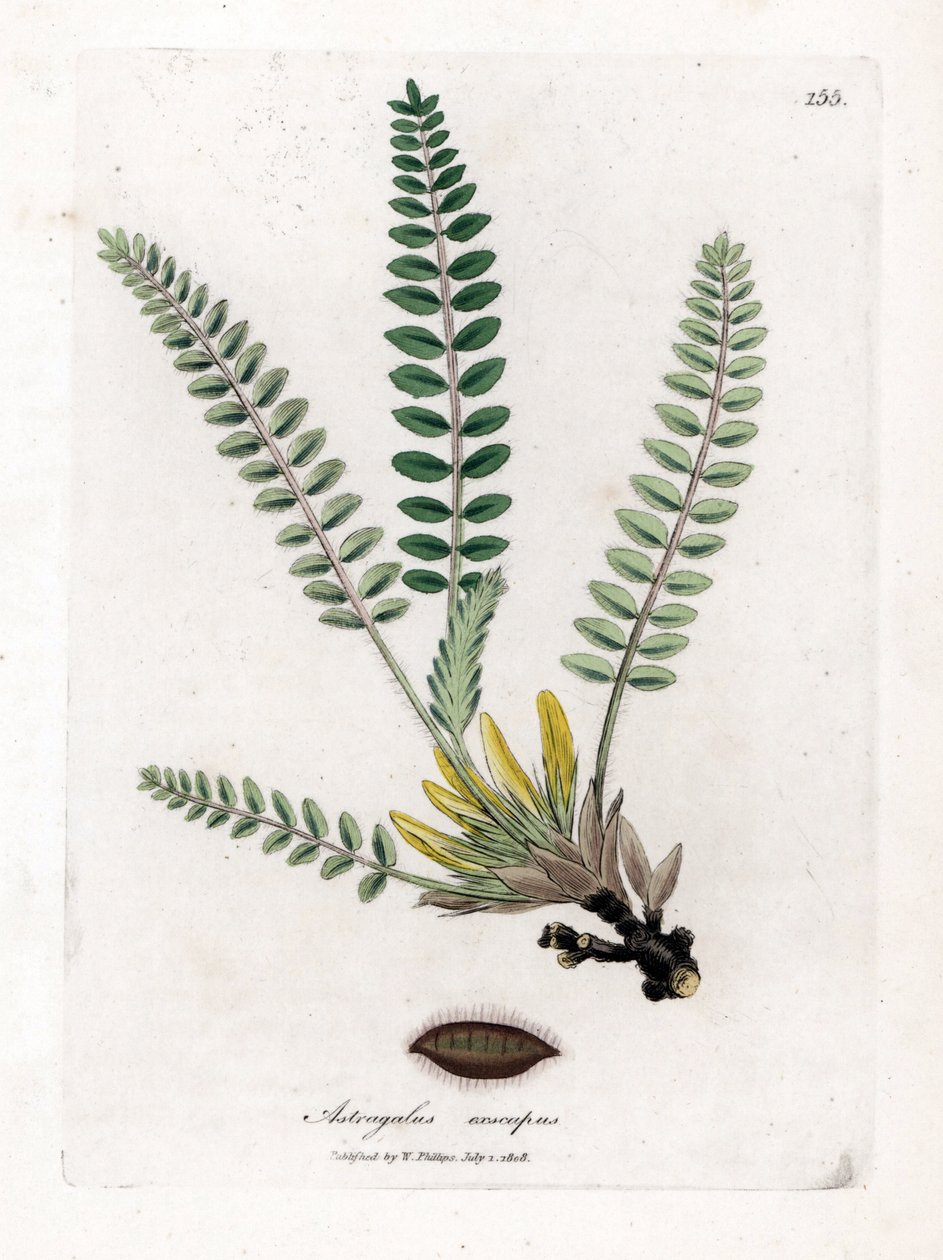 Sapsız Astragalus - Sapsız geveni, Astragalus excapus. William Woodville'den James Sowerby ve Sir William Jackson Hooker'ın “” Medical Botany,” John Bohn, Londra'dan yaptığı bir botanik illüstrasyondan elle boyanmış bakır levha gravürü by James Sowerby