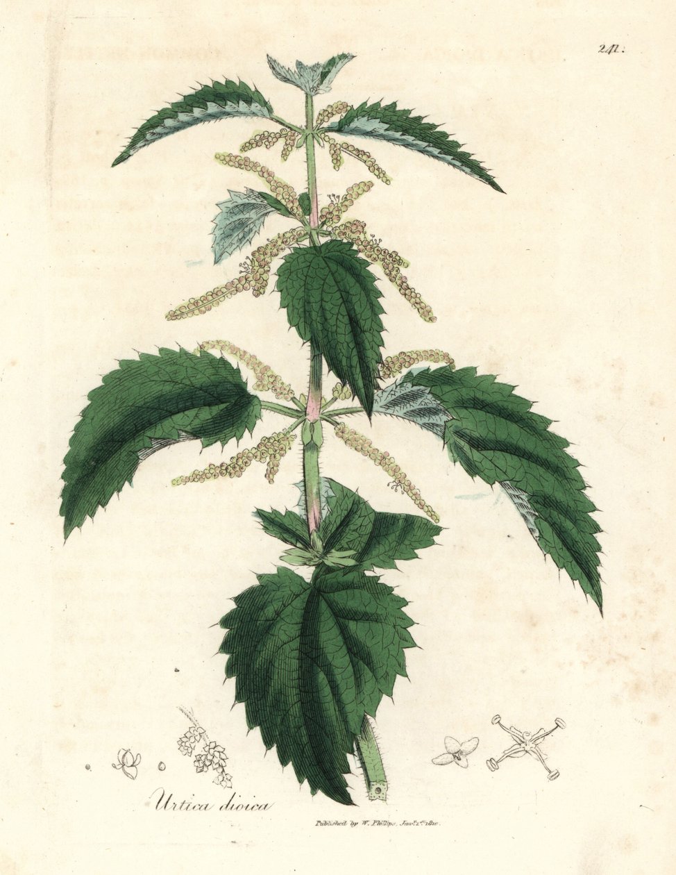 Isırgan otu, Urtica dioica by James Sowerby