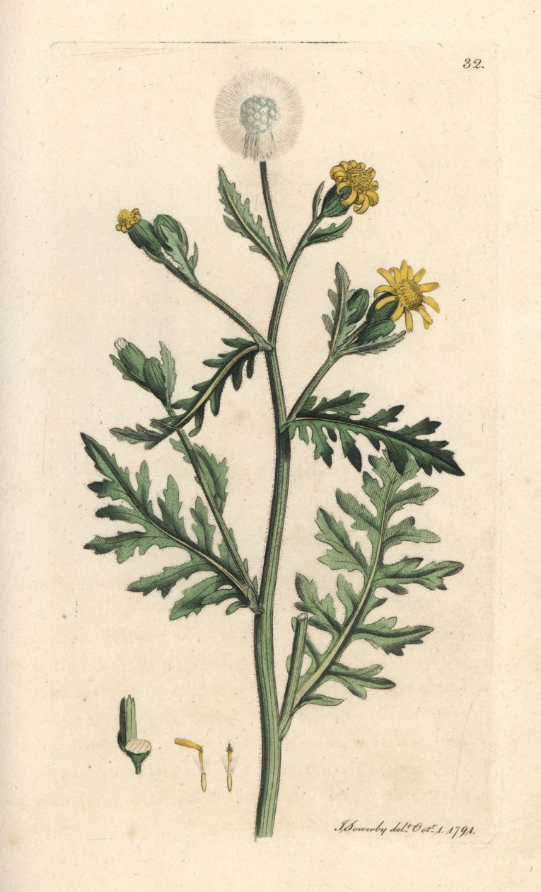 Kokuşmuş veya yapışkan yer yosunu, Senecio viscosus (viskoz senecon) James Sowerby'nin James Smith's English Botany, Londra'dan yaptığı bir illüstrasyondan sonra elle boyanmış bakır levha gravürü by James Sowerby