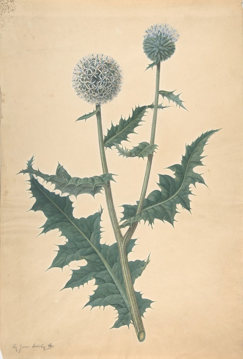 Devedikeni Çalışması, 1822