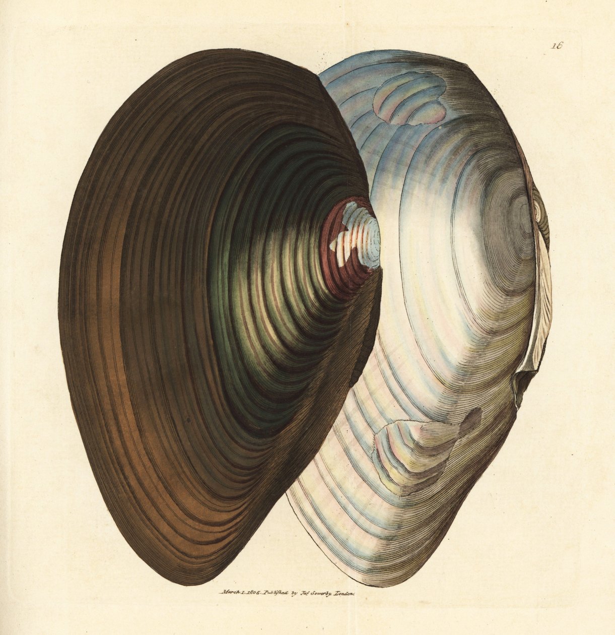 Kuğu midyesi, Anodonta stagnalis (Mytilus stagnalis). The British Miscellany'den James Sowerby tarafından elle boyanmış bakır levha gravürü veya yeni, nadir veya az bilinen hayvan konularının renkli figürleri. by James Sowerby