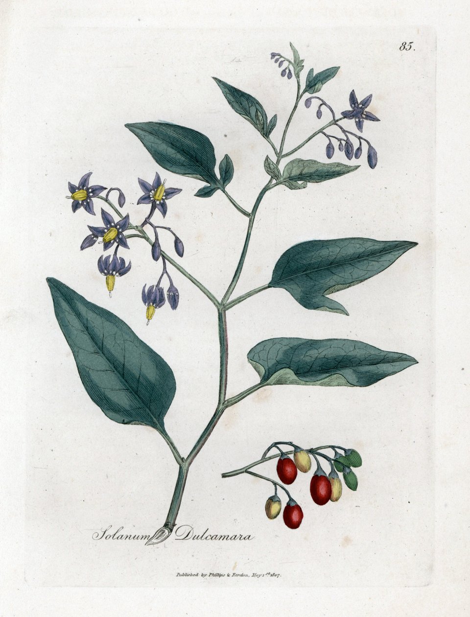 Tatlı acı veya tatlı acı itüzümü - Woody itüzümü, Solanum dulcamara. William Woodville'den James Sowerby ve Sir William Jackson Hooker'ın “” Medical Botany,” John Bohn, Londra'dan yaptığı bir botanik illüstrasyondan elle boyanmış bakır levha gr by James Sowerby