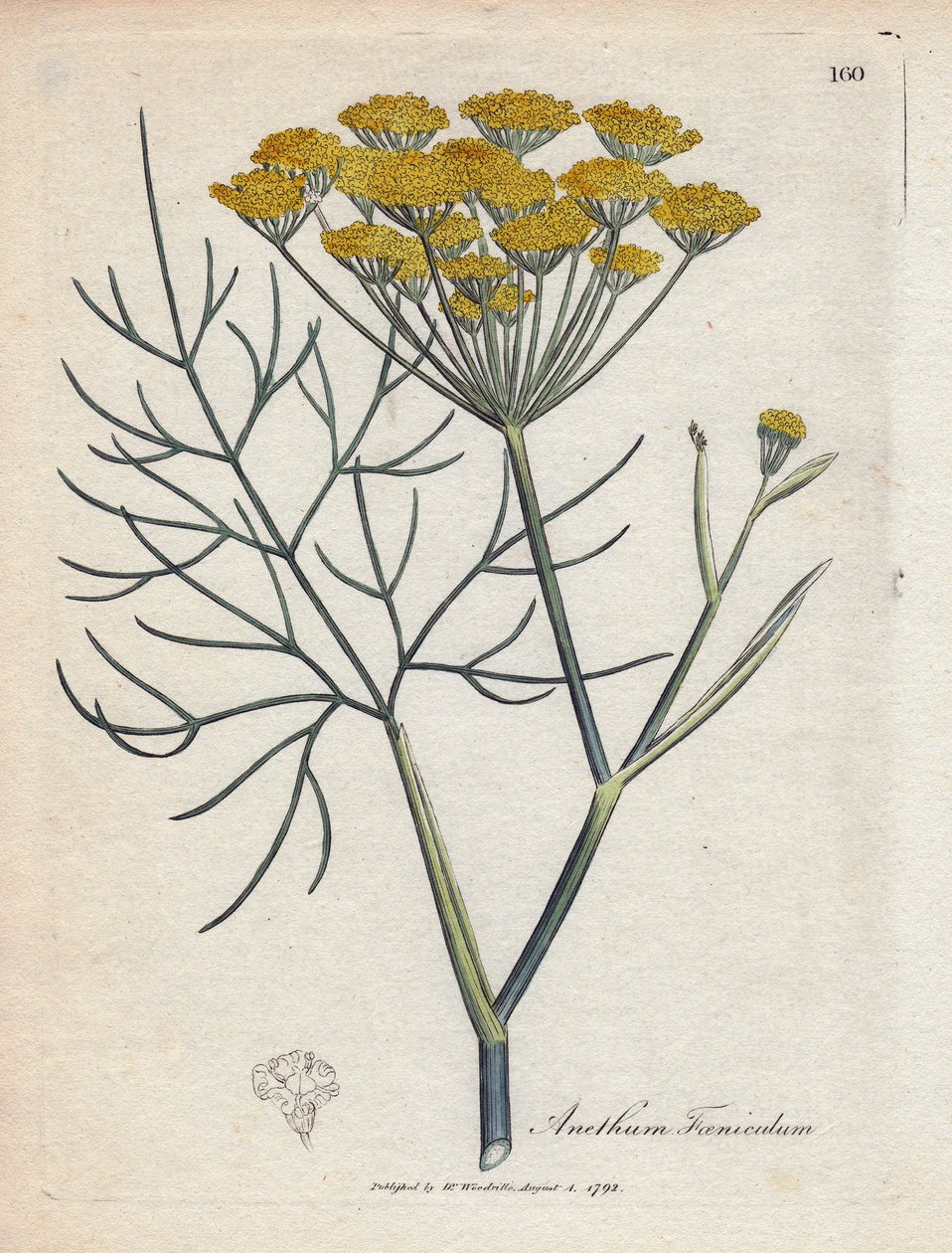 Tatlı rezene (veya Provence rezene). Botanique Medicinale'de James Sowerby'nin (1757-1822) bir çiziminden elde boyanmış bakır gravür by James Sowerby