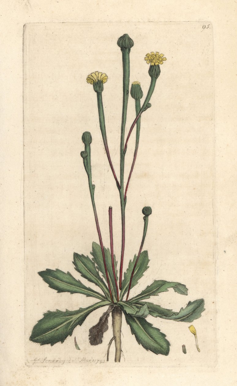 Swin'in otu, Arnoseris minima (Hyoseris minima). James Smith's English Botany, Londra'dan James Sowerby tarafından yapılan bir illüstrasyondan sonra elle boyanmış bakır levha gravürü by James Sowerby