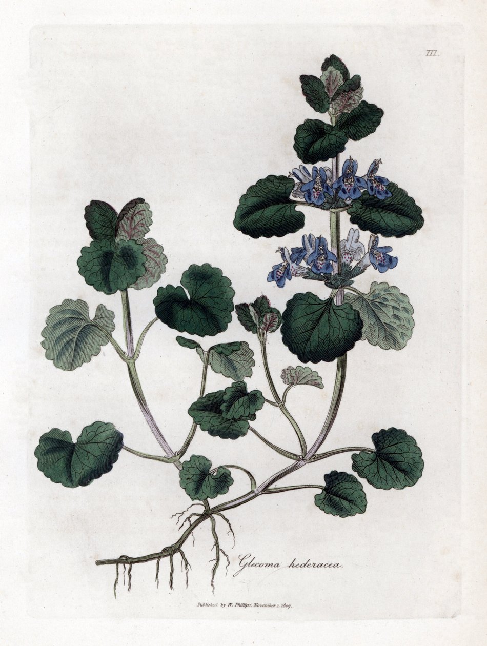 Karasal Sarmaşık - Öğütülmüş sarmaşık, Glecoma hederacea. William Woodville'den James Sowerby ve Sir William Jackson Hooker'ın "" Medical Botany"," John Bohn, Londra'dan yaptığı bir botanik illüstrasyondan elle boyanmış bakı by James Sowerby