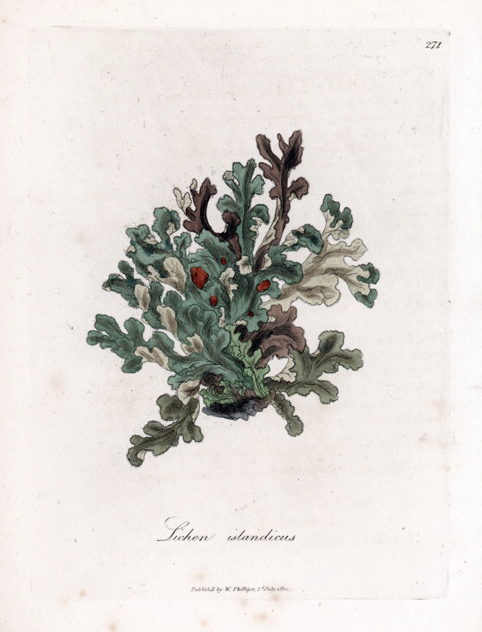 Thallus veya İzlanda yosunu - Eryngo yapraklı liken, Lichen islandicus. William Woodville'den James Sowerby ve Sir William Jackson Hooker'ın "" Medical Botany"," John Bohn, Londra'dan yaptığı bir botanik illüstrasyondan elle by James Sowerby