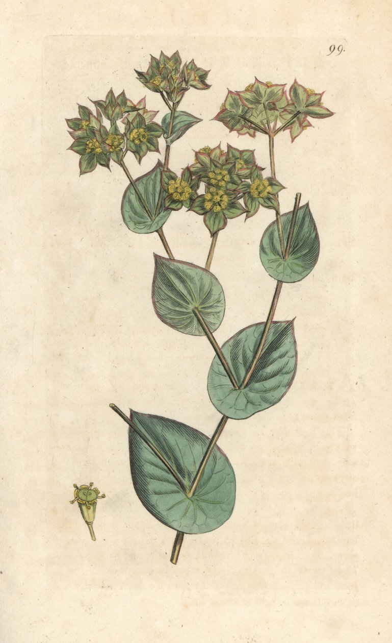Balmumu, Bupleurum rotundifolium. James Smith's English Botany, Londra'dan James Sowerby tarafından yapılan bir illüstrasyondan sonra elle boyanmış bakır levha gravürü by James Sowerby