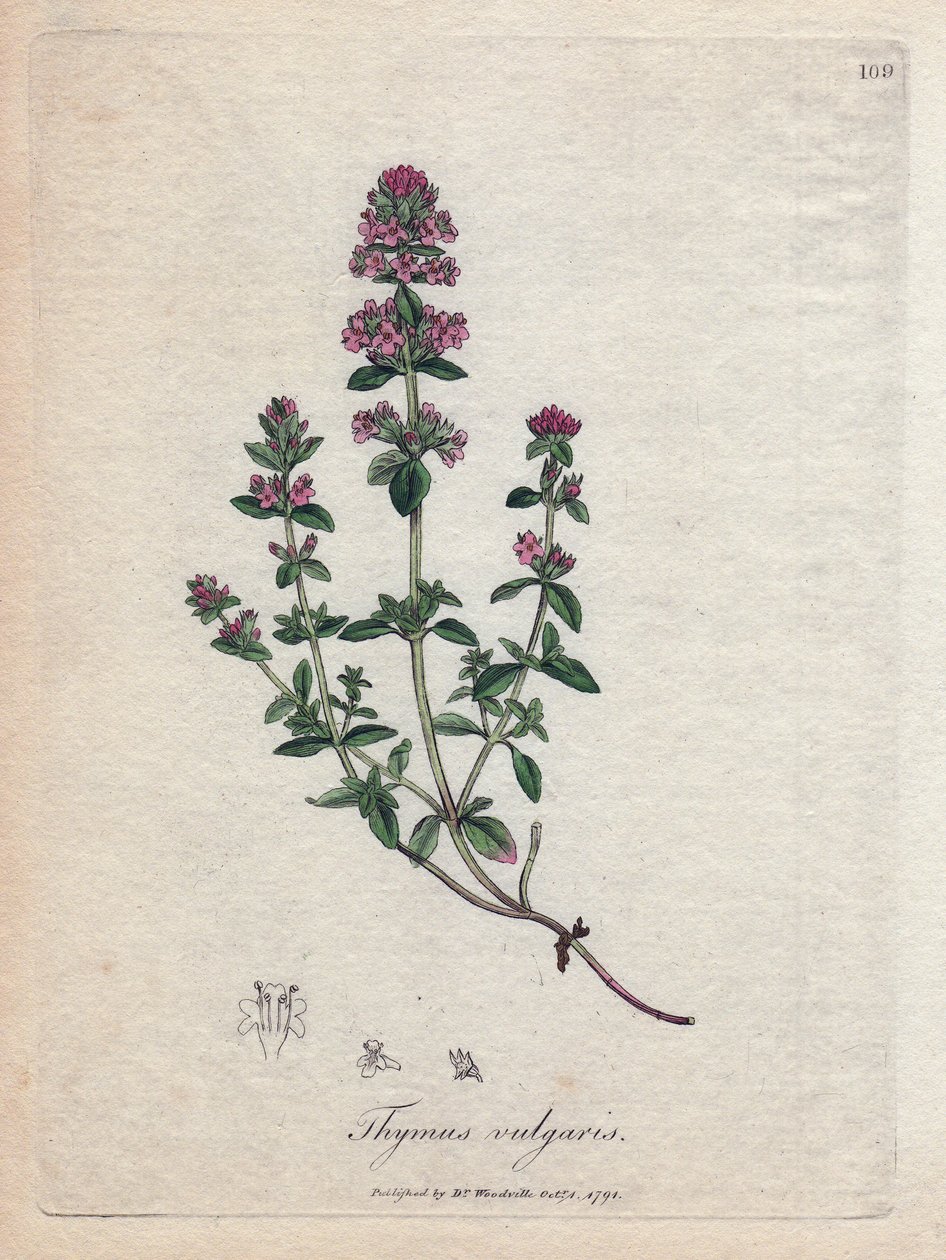 Kekik (Thymus vulgaris). James Sowerby'nin bir illüstrasyonundan elde boyanmış bakır gravür. William Woodville ve Sir William Jackson Hooker'ın "" Botanique Medicale"" 1832 kitabından alıntı. Yorulmak bilmez Sowerby (1757-1822)  by James Sowerby