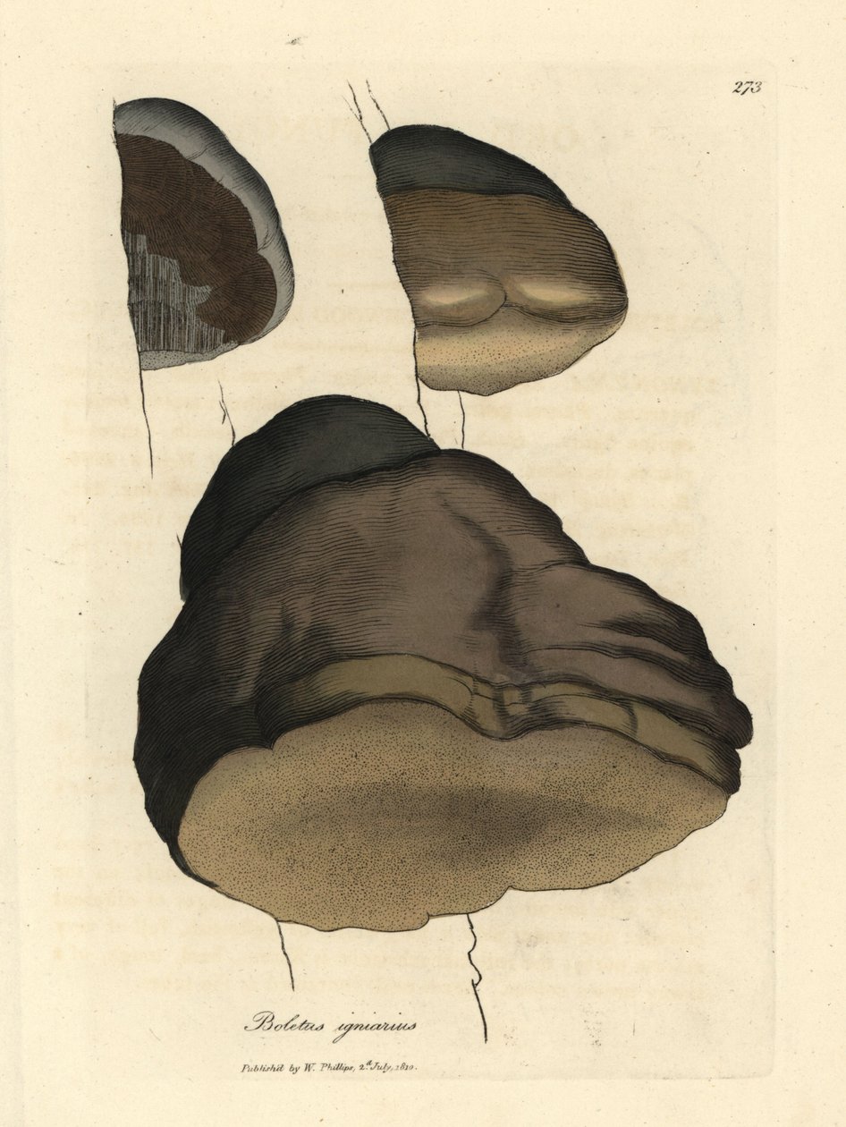Touchwood çörek veya mantar mantarı, Boletus igniarius by James Sowerby