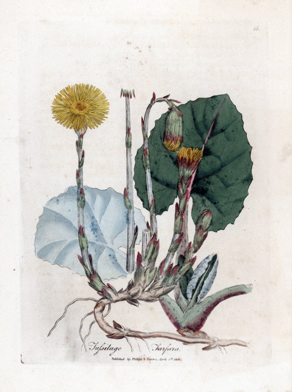 Tuslage veya eşek yok - Coltsfoot, Tussilago fara. William Woodville'den James Sowerby ve Sir William Jackson Hooker'ın “” Medical Botany,” John Bohn, Londra'dan yaptığı bir botanik illüstrasyondan elle boyanmış bakır levha gravürü by James Sowerby