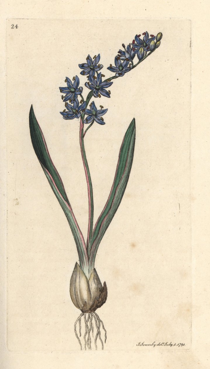 İki yapraklı karakalem, Scilla bifolia James Sowerby'nin James Smith's English Botany, Londra'dan yaptığı bir illüstrasyondan sonra elle boyanmış bakır levha gravürü by James Sowerby