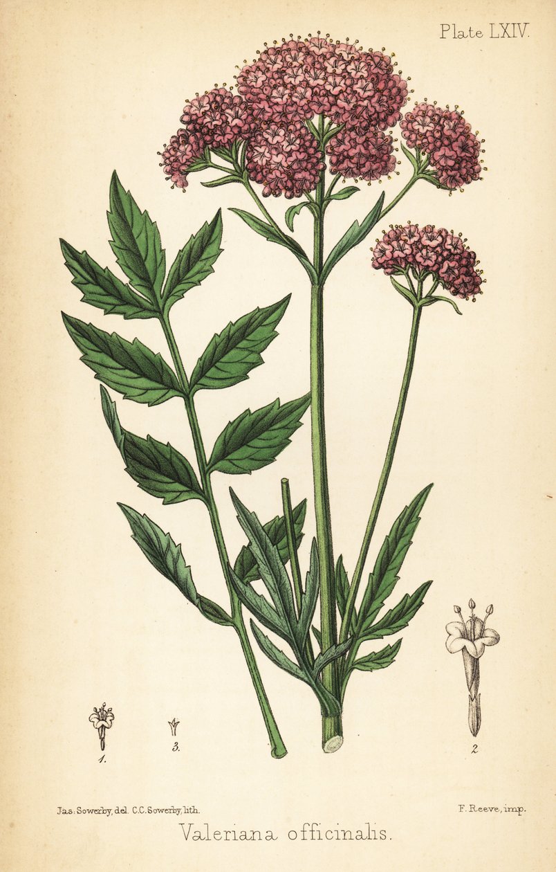 Valerian, Valeriana officinalis. Edward Hamilton's Flora Homeopathica, Bailliere, Londra'dan James Sowerby tarafından yapılan bir illüstrasyondan sonra Charlotte Caroline Sowerby tarafından elle boyanmış litografi by James Sowerby