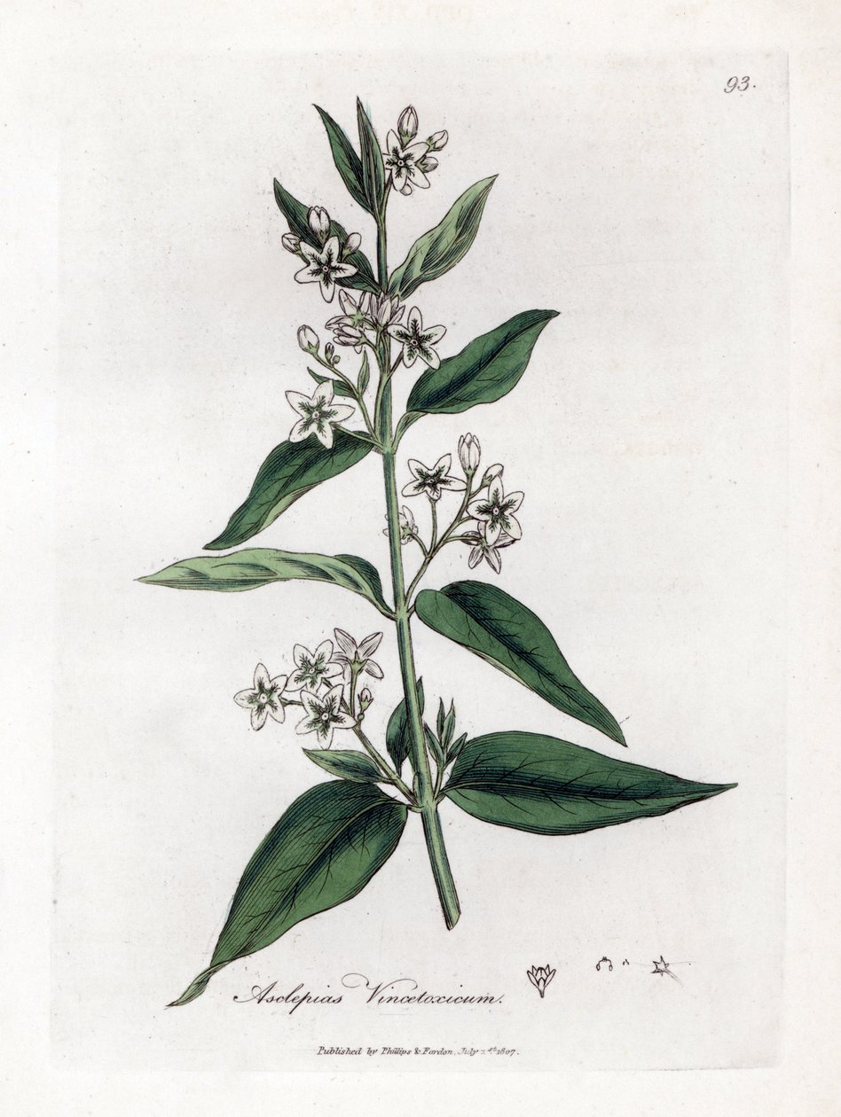 Çeşitli asclepias - Swallowwort, Asclepias vincetoxicum. William Woodville'den James Sowerby ve Sir William Jackson Hooker'ın “” Medical Botany,” John Bohn, Londra'dan yaptığı bir botanik illüstrasyondan elde boyanmış bakır levha gravürü by James Sowerby