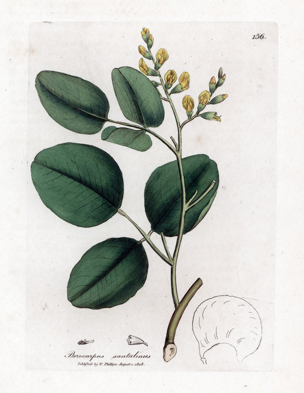 Fabacee çeşidi (baklagiller) - Kırmızı sandal ağacı, Pterocarpus santalinus. William Woodville'den James Sowerby ve Sir William Jackson Hooker'ın "" Medical Botany"," John Bohn, Londra'dan yaptığı bir botanik illüstrasyondan by James Sowerby