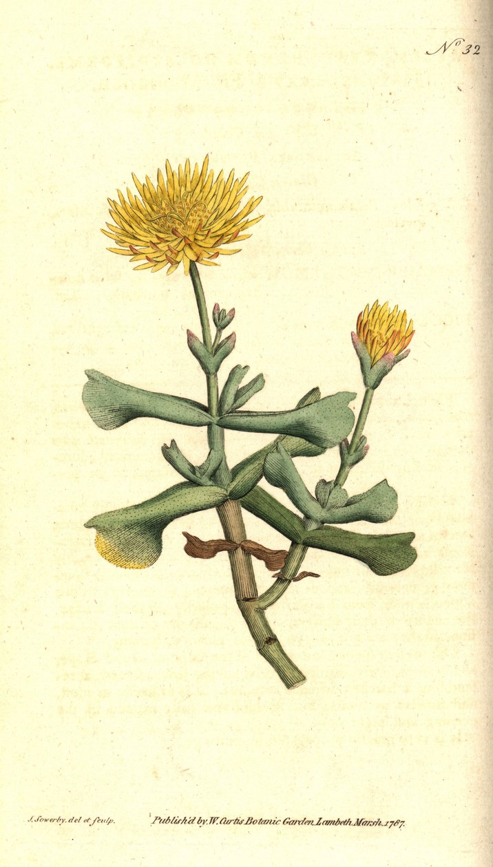 Ficoid çeşidi - Balta yapraklı incir kadife çiçeği, Mesembryanthemum dolabriforme. William Curtis'in The Botanical Magazine'den James Sowerby'nin el boyaması bakır levha gravürü ve botanik çizimi, Lambeth Marsh, Londra by James Sowerby