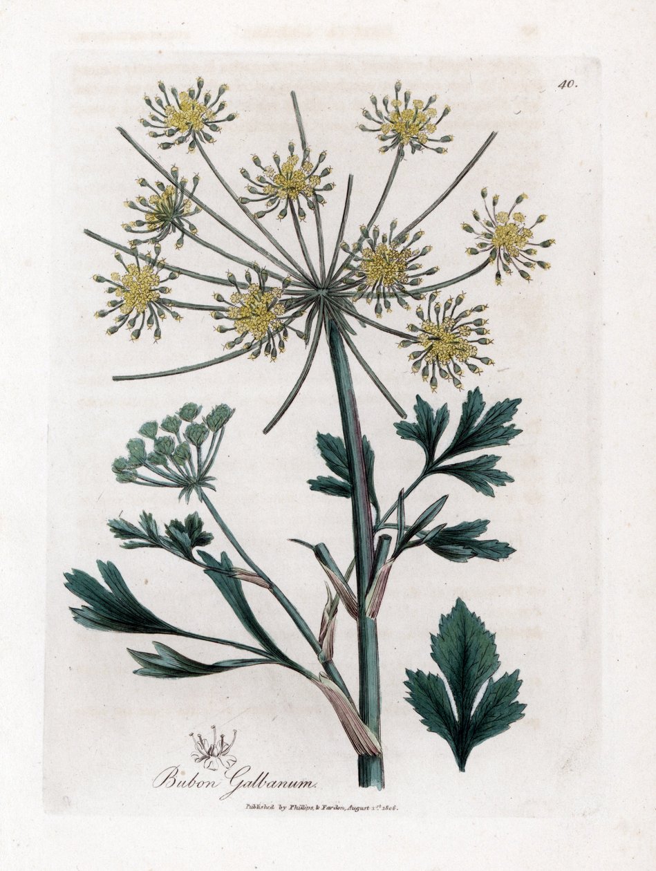 Reçine sakızı üreten çeşitli umbellifere - Lovage yapraklı bubon, Bubon galbanum. William Woodville'den James Sowerby ve Sir William Jackson Hooker'ın "" Medical Botany"," John Bohn, Londra'dan yaptığı bir botanik illüstrasy by James Sowerby
