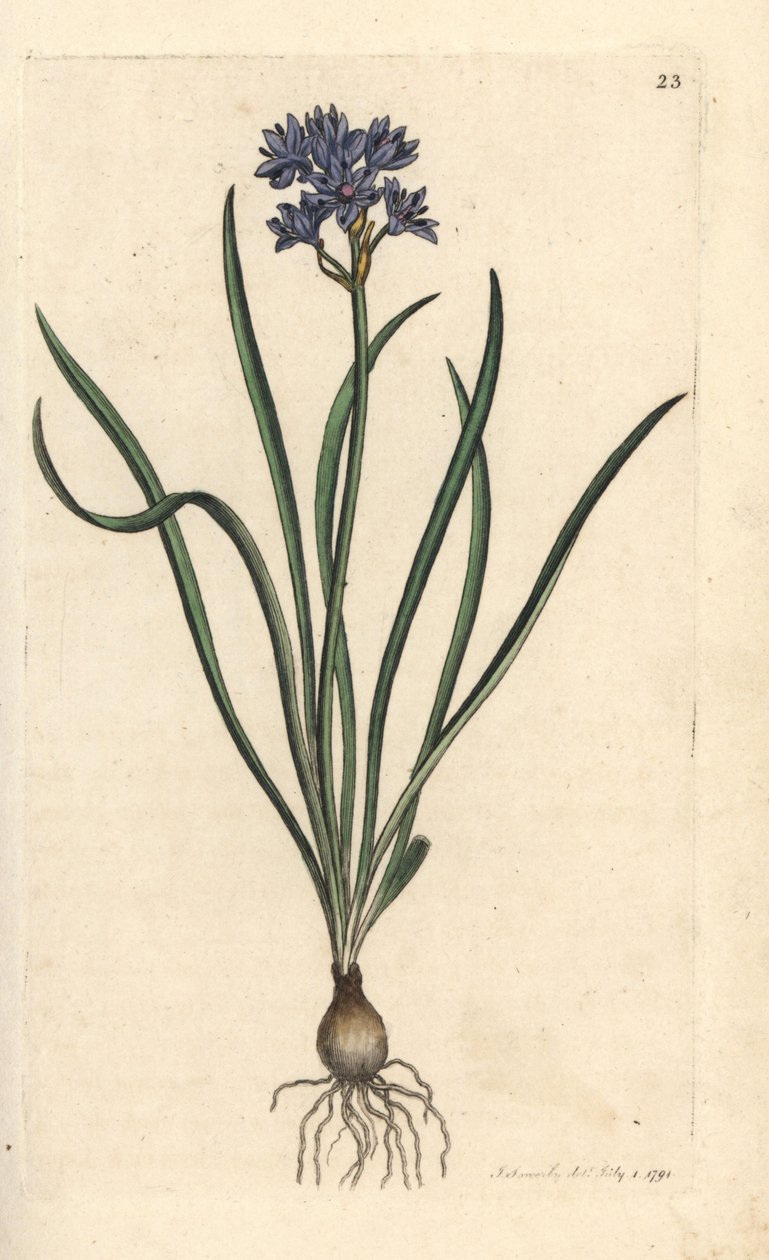 Vernal veya bahar squill, Scilla verna (Spring Scille) James Sowerby'nin James Smith's English Botany, Londra'dan yaptığı bir illüstrasyondan sonra elle boyanmış bakır levha gravürü by James Sowerby