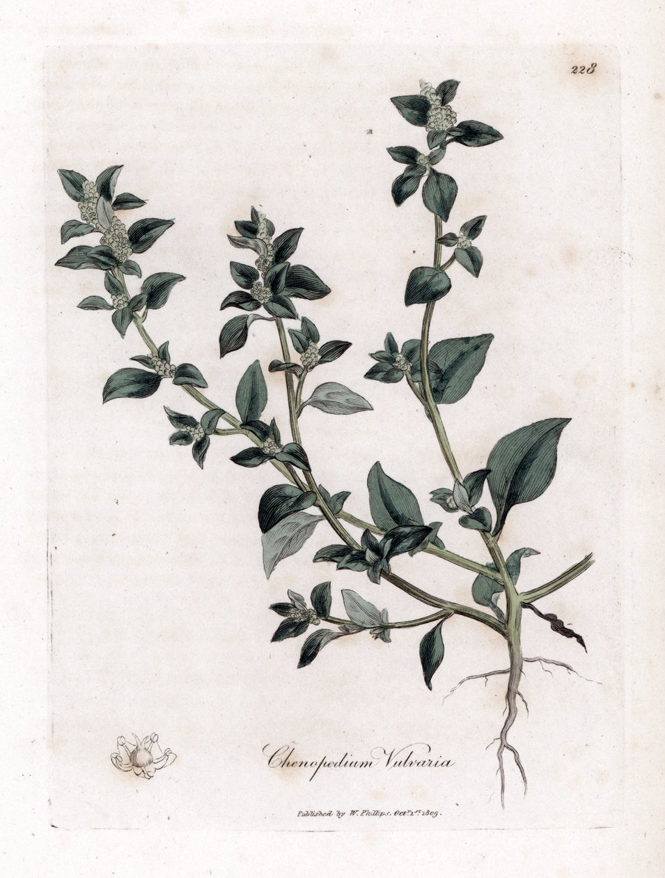 Vuvaire - Pis kokulu kaz ayağı, Chenopodium vulvaria. William Woodville'den James Sowerby ve Sir William Jackson Hooker'ın "" Medical Botany"," John Bohn, Londra'dan yaptığı bir botanik illüstrasyondan elle boyanmış bakır le by James Sowerby