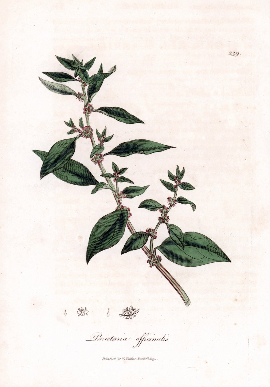 Duvar pelitory, Parietaria officinalis. William Woodville'den James Sowerby ve Sir William Jackson Hooker'ın “” Medical Botany,” John Bohn, Londra'dan yaptığı bir botanik illüstrasyondan elde boyanmış bakır levha gravürü by James Sowerby