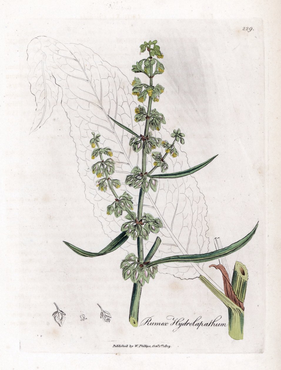 Su Sabrı veya Su Sabrı - Büyük su iskelesi, Rumex hydrolapathum. William Woodville'den James Sowerby ve Sir William Jackson Hooker'ın “” Medical Botany,” John Bohn, Londra'dan yaptığı bir botanik illüstrasyondan elle boyanmış bakır levha gravür by James Sowerby