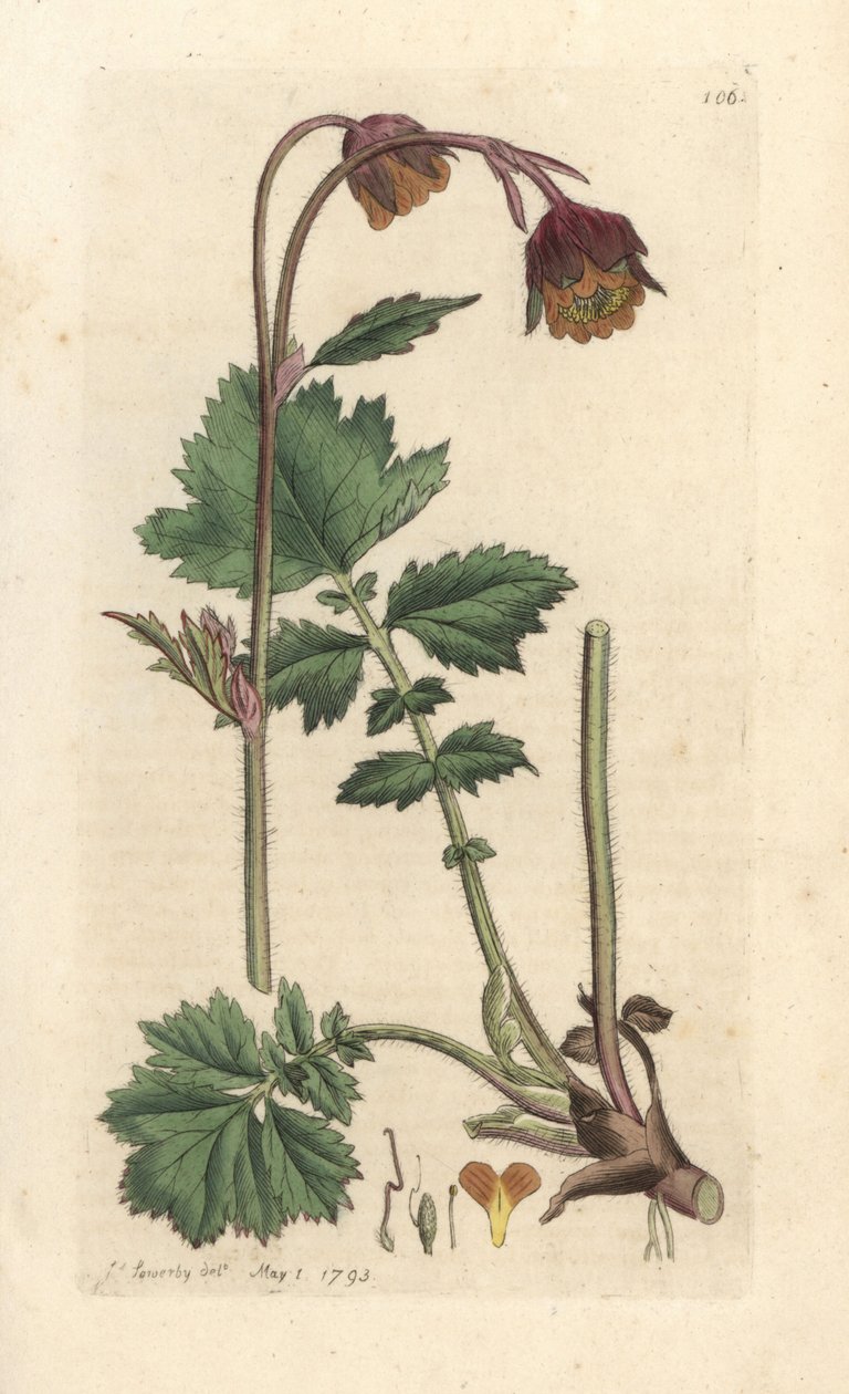 Su cennetleri, Geum rakibi James Sowerby'nin James Smith's English Botany, Londra'dan yaptığı bir illüstrasyondan sonra elle boyanmış bakır levha gravürü by James Sowerby