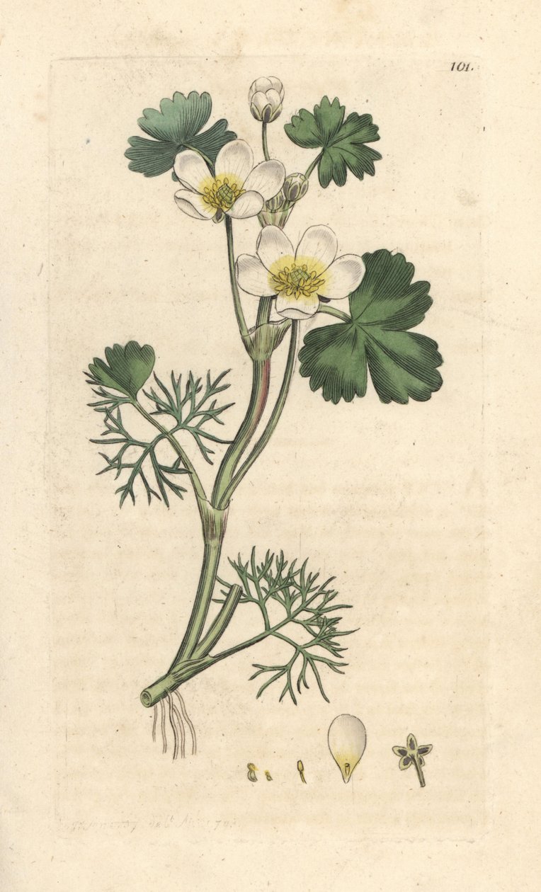 Su karga ayağı, Ranunculus aquatilis (Aquatic Buttercup) James Sowerby'nin James Smith's English Botany, Londra'dan yaptığı bir illüstrasyondan sonra elle boyanmış bakır levha gravürü by James Sowerby