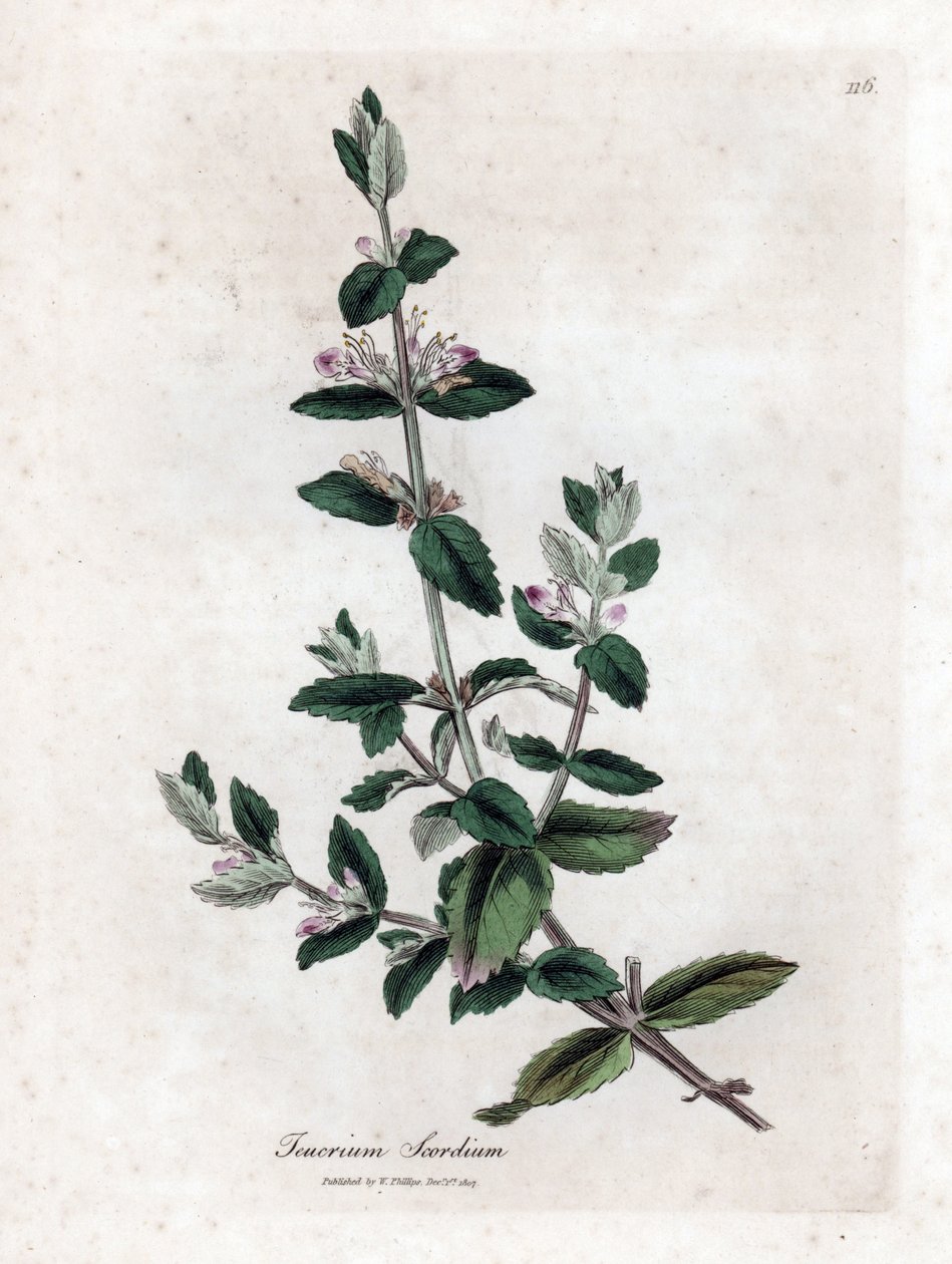 Su almancası - Su almancası, Teucrium scordium. William Woodville'den James Sowerby ve Sir William Jackson Hooker'ın “” Medical Botany,” John Bohn, Londra'dan yaptığı bir botanik illüstrasyondan elle boyanmış bakır levha gravürü by James Sowerby