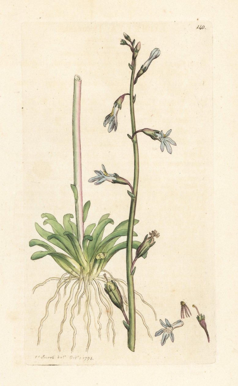 Water lobelia, Lobelia dortmanna (Lobelie de Dortmann) James Sowerby'nin James Smith's English Botany, Londra'dan yaptığı bir illüstrasyondan sonra elle boyanmış bakır levha gravürü by James Sowerby