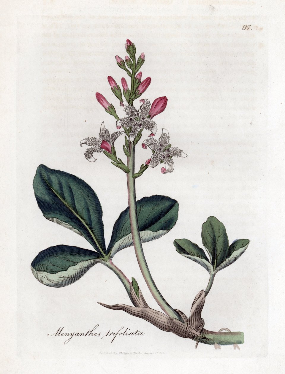 Su yoncası veya kara fasulye, Menyanthes trifoliata. William Woodville'den James Sowerby ve Sir William Jackson Hooker'ın “” Medical Botany,” John Bohn, Londra'dan yaptığı bir botanik illüstrasyondan elle boyanmış bakır levha gravürü by James Sowerby