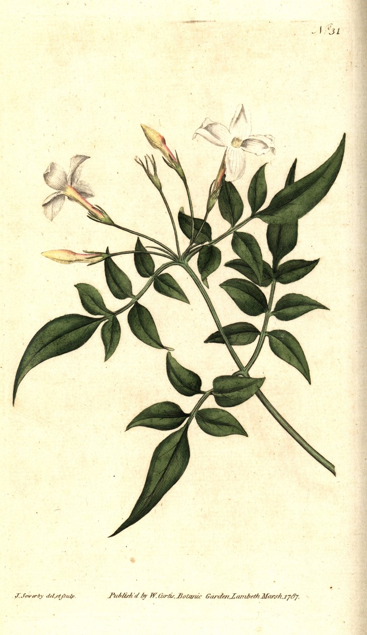 Beyaz Yasemin (veya Jasmine officinale) - Ortak Yasemin veya Jessamine, Jasminum officinale. William Curtis'in The Botanical Magazine'den James Sowerby'nin el boyaması bakır levha gravürü ve botanik çizimi, Lambeth Marsh, Londra by James Sowerby