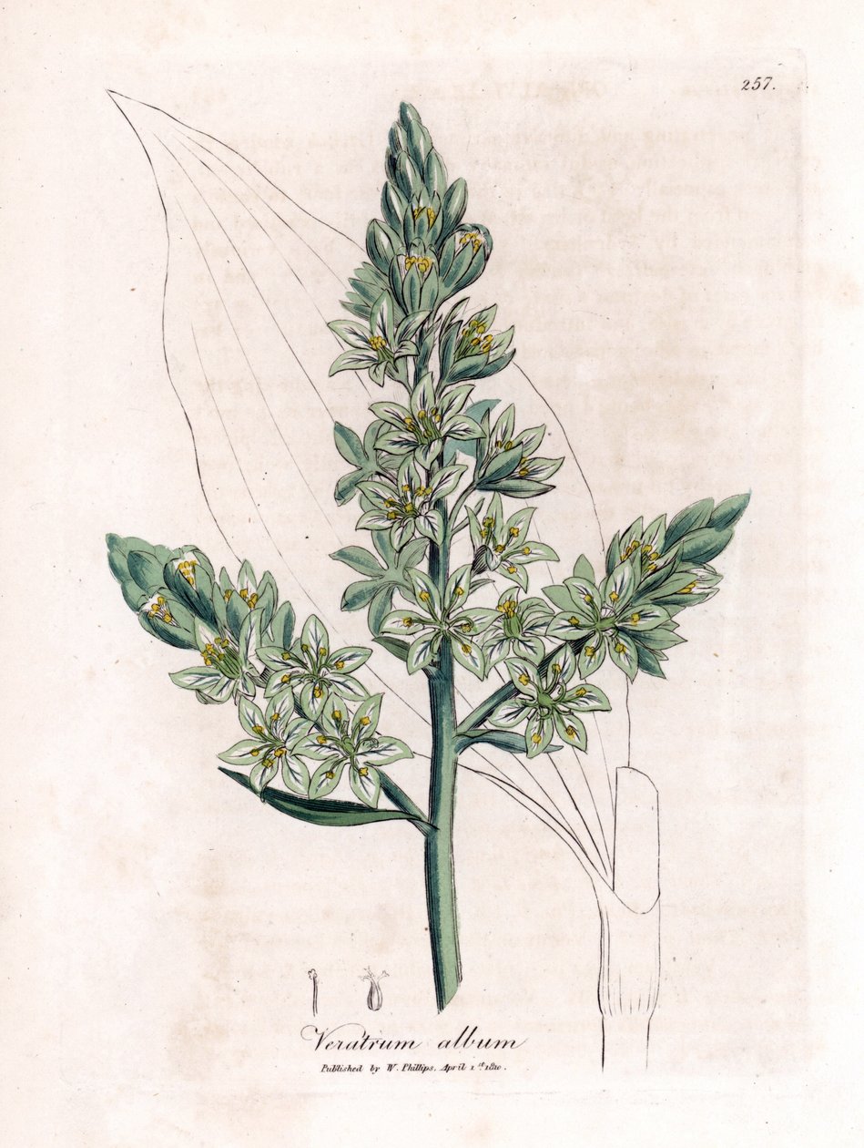 Beyaz Veratre (eski adıyla beyaz karaca ot) - Beyaz karaca ot, Veratrum albümü. William Woodville'den James Sowerby ve Sir William Jackson Hooker'ın "" Medical Botany"," John Bohn, Londra'dan yaptığı bir botanik illüstrasyon by James Sowerby